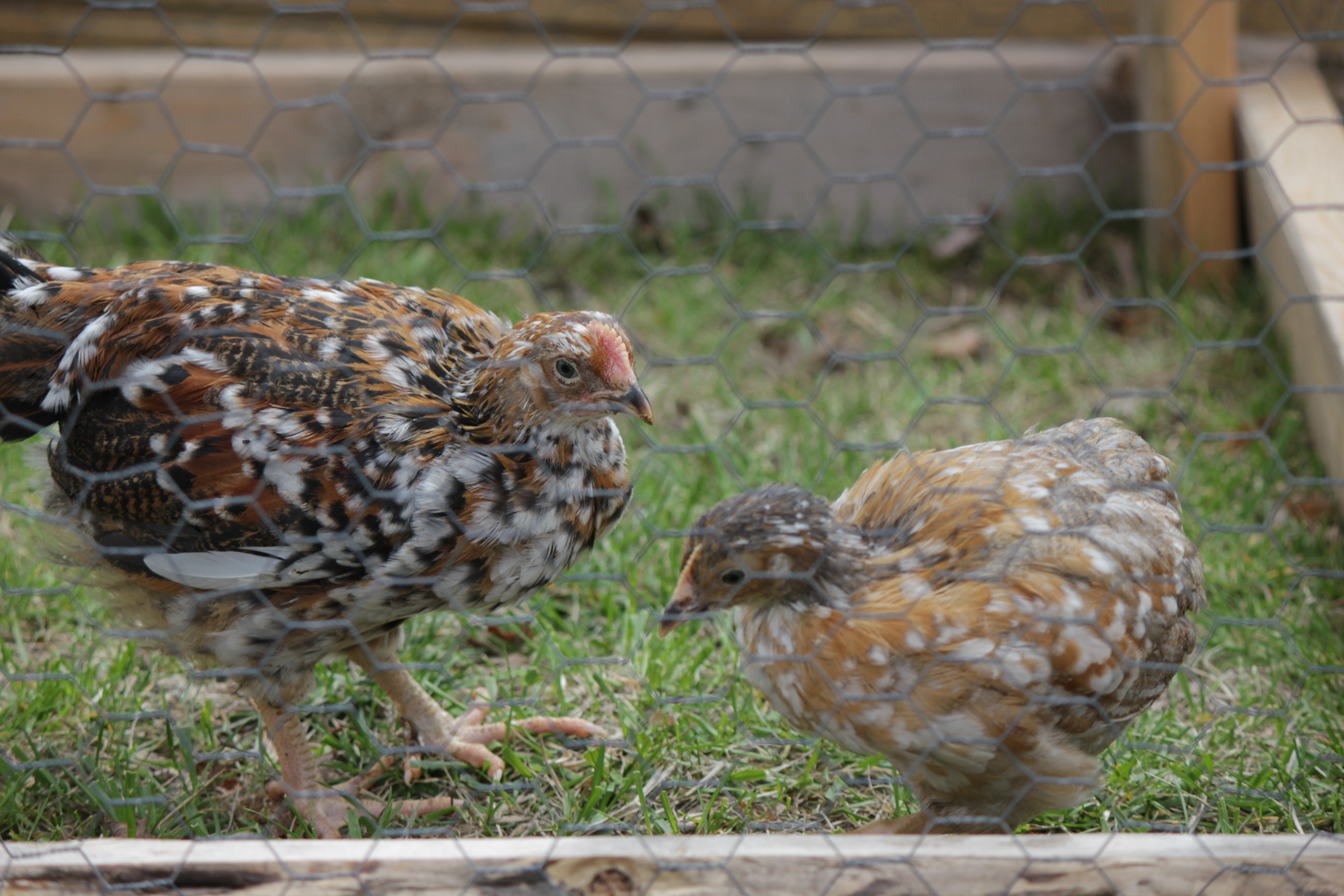 Swedish Flower Hen and Rooster 6 wks old