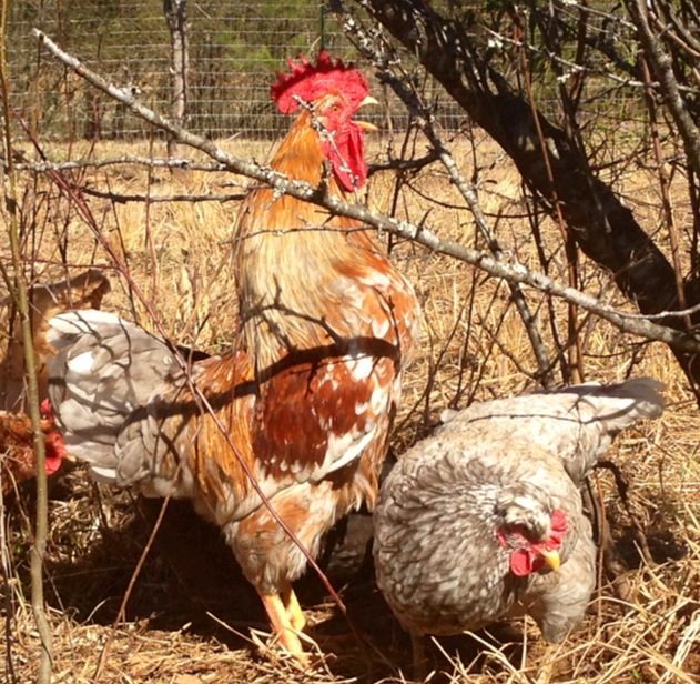 Swedish Flower Hen and Rooster
