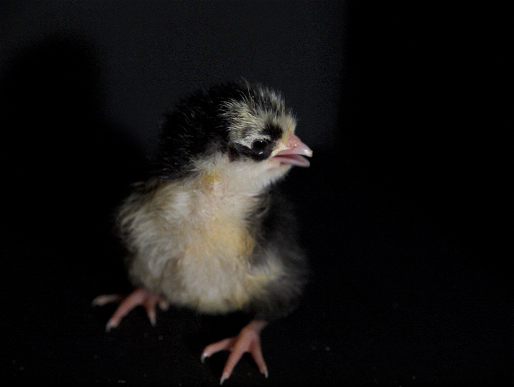 Swedish Flower Hen chick