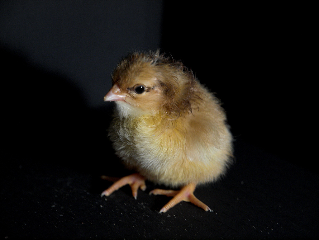 Swedish Flower Hen chick