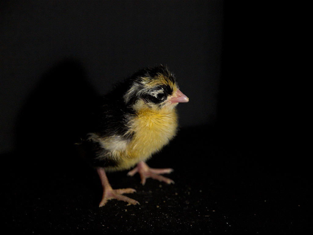 Swedish Flower Hen chick