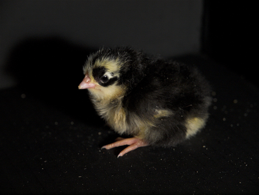 Swedish Flower Hen chick