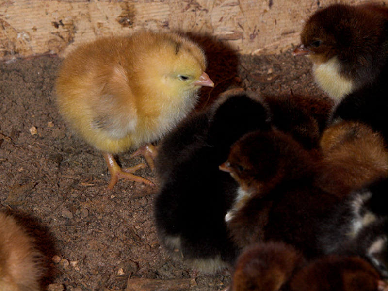 Swedish Flower Hen chicks
