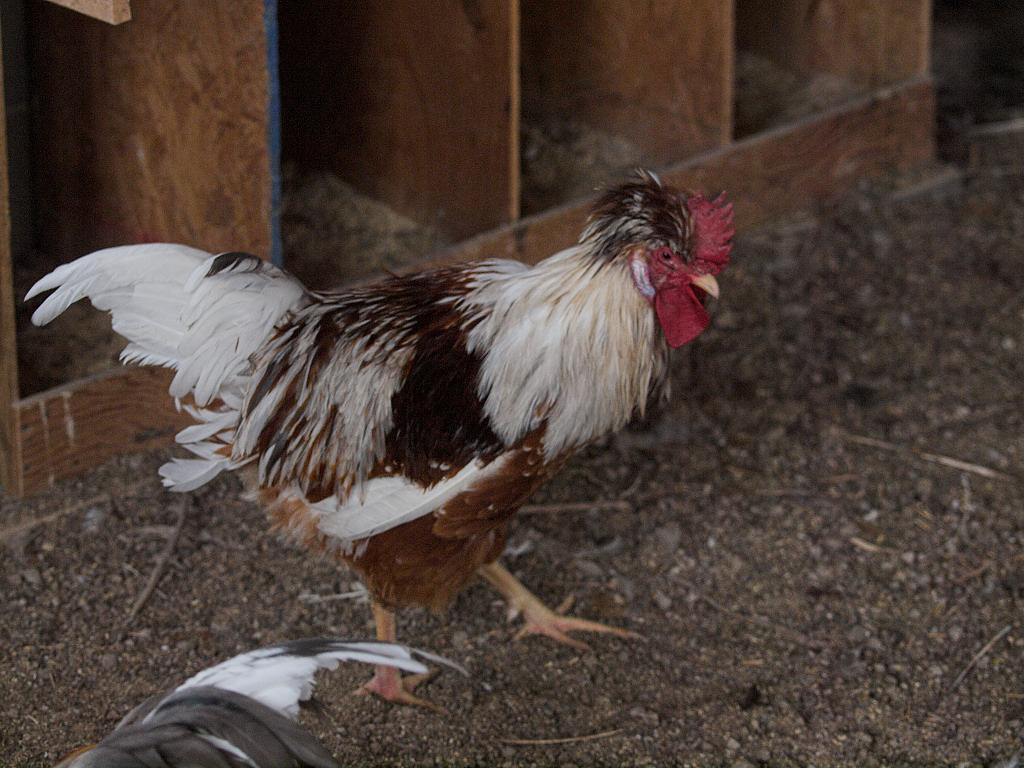 Swedish Flower Hen rooster