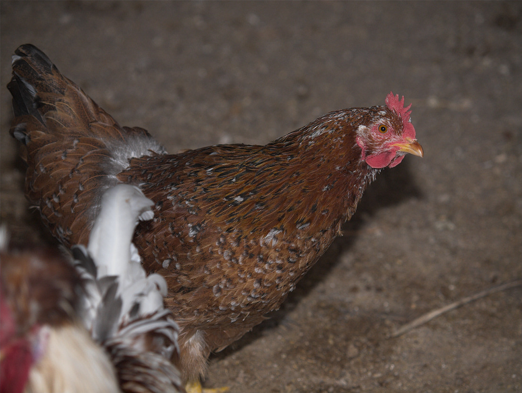 Swedish Flower Hen