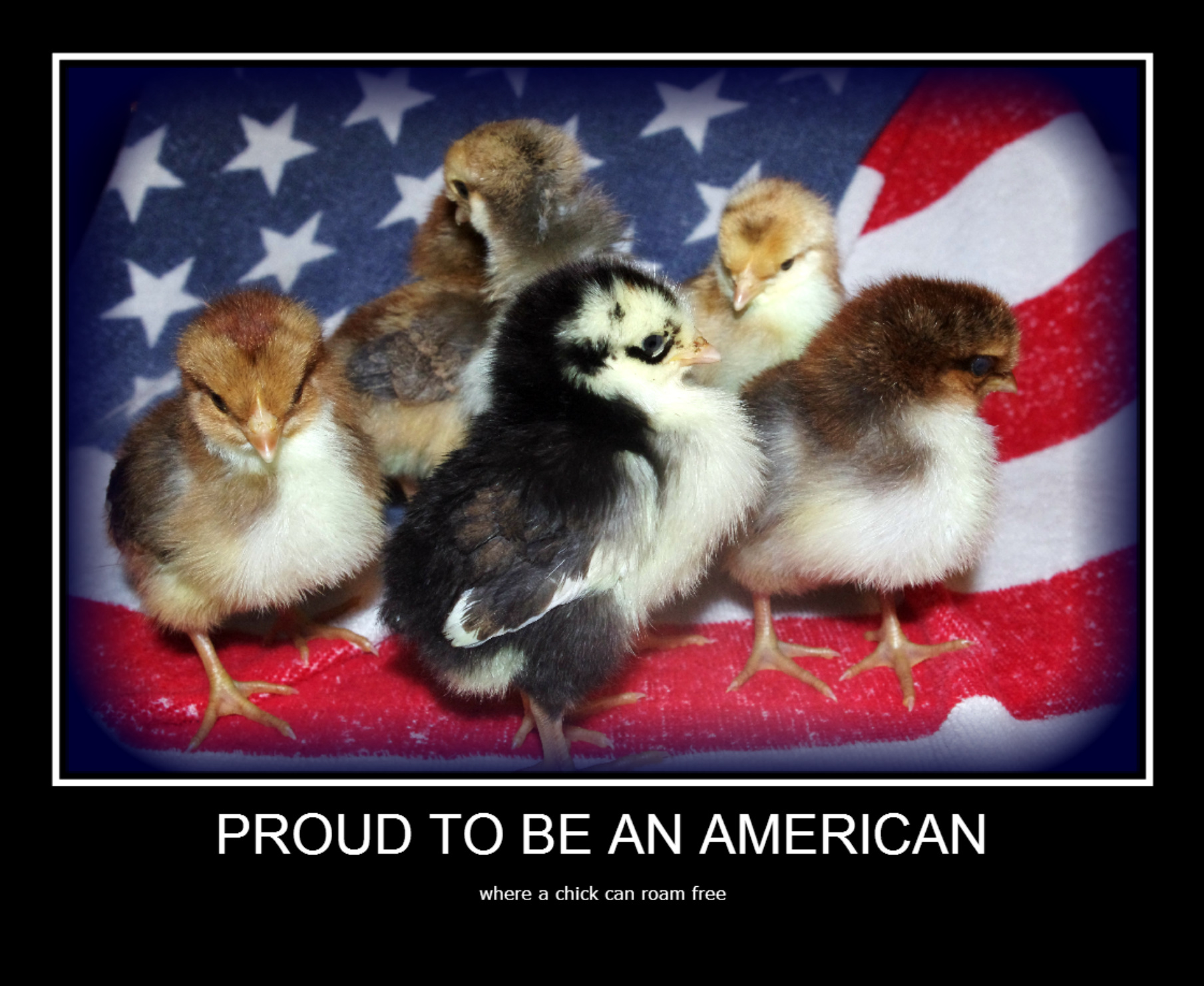 Swedish Flower Hens, 1 week old