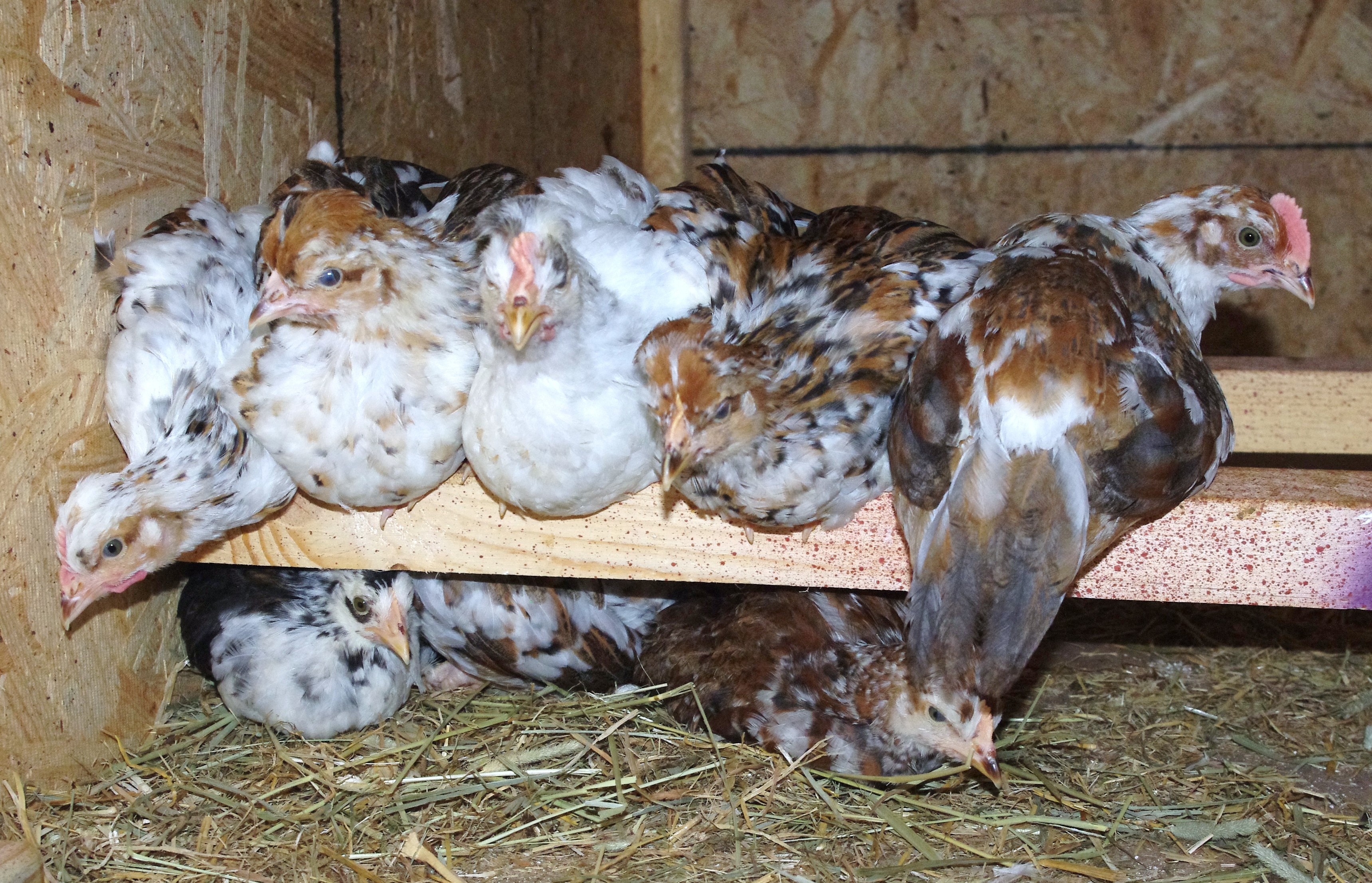 Swedish Flower Hens, 2 months old