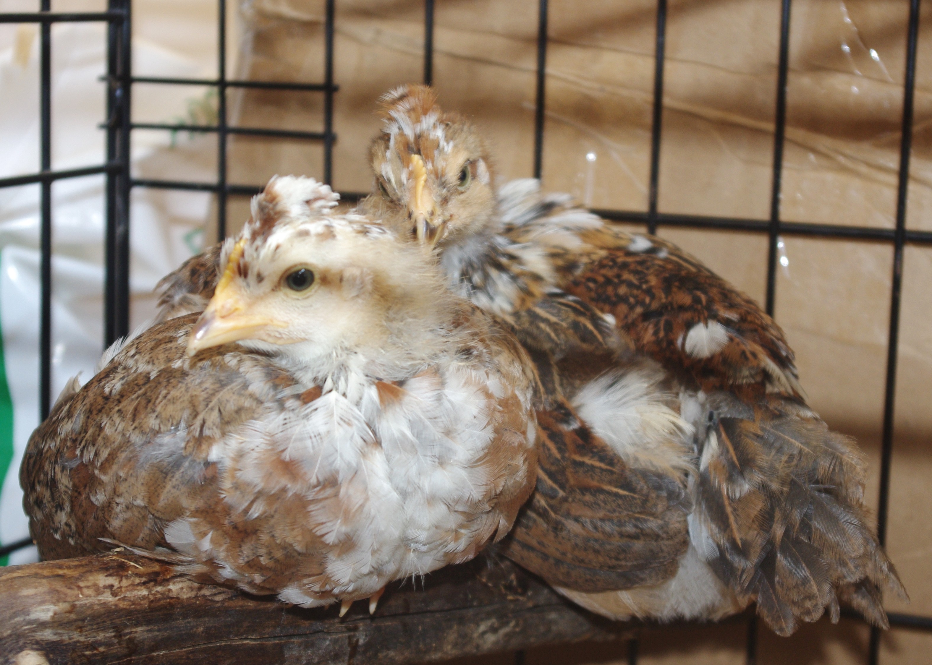 Swedish Flower Hens, one month old
