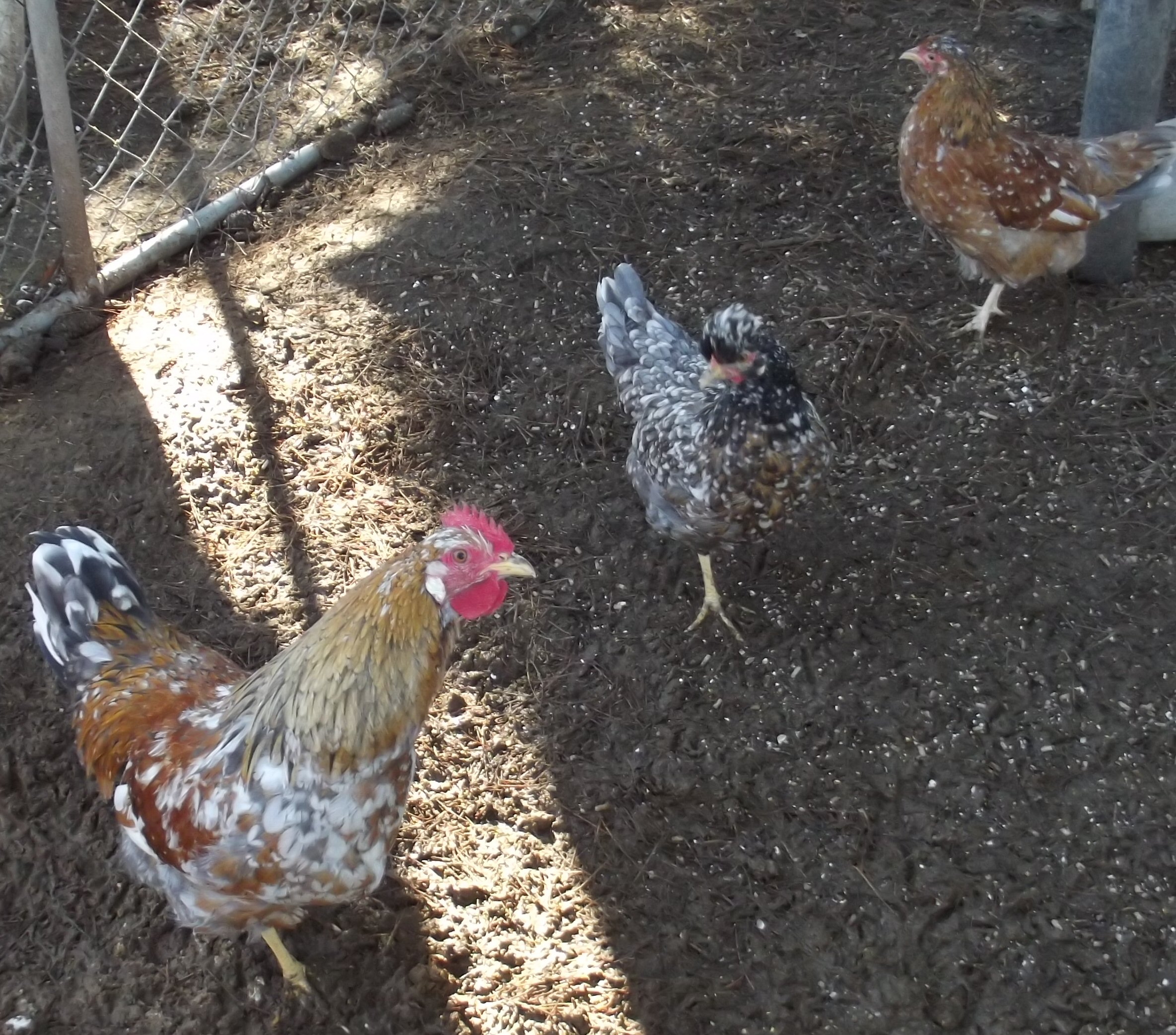 Swedish Flower Hens.