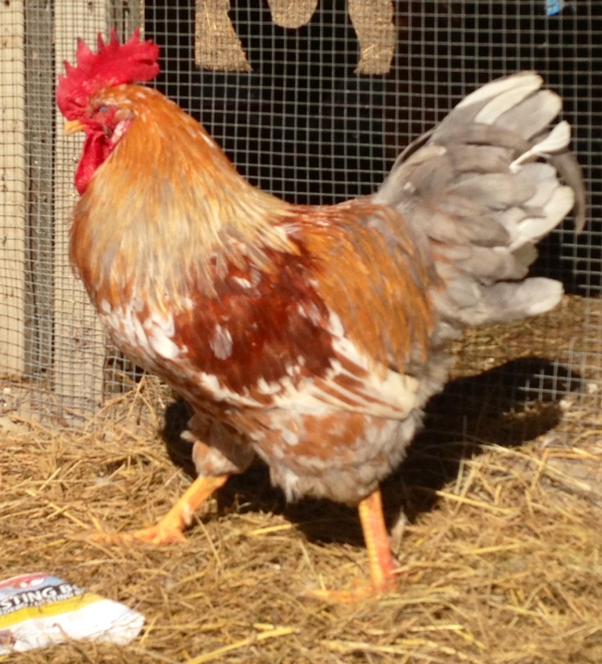 Swedish Flower Rooster