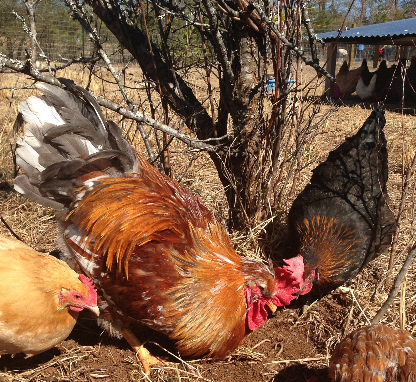 Swedish Flower Rooster