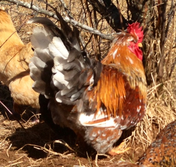 Swedish Flower Rooster