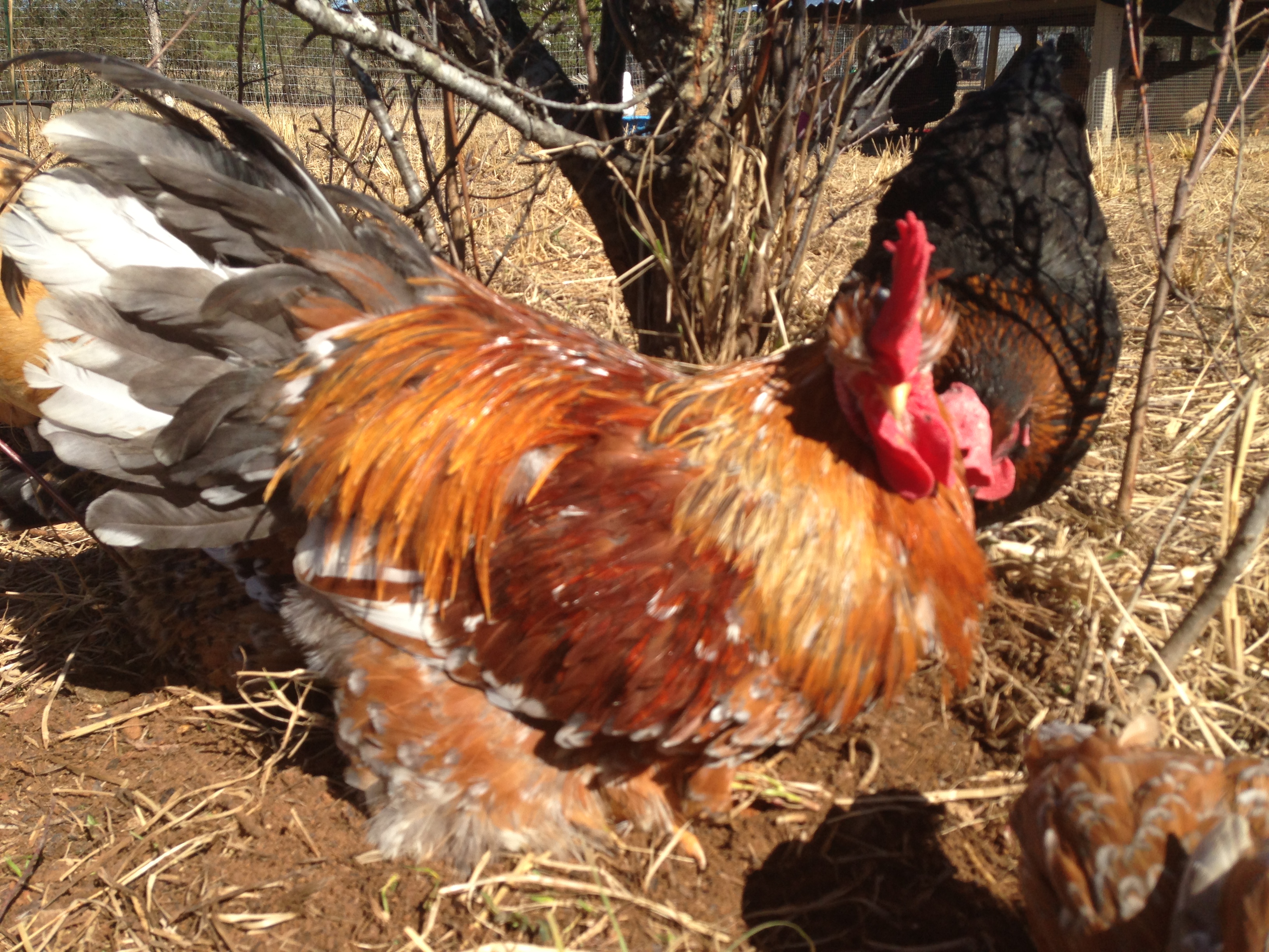 Swedish Flower Rooster