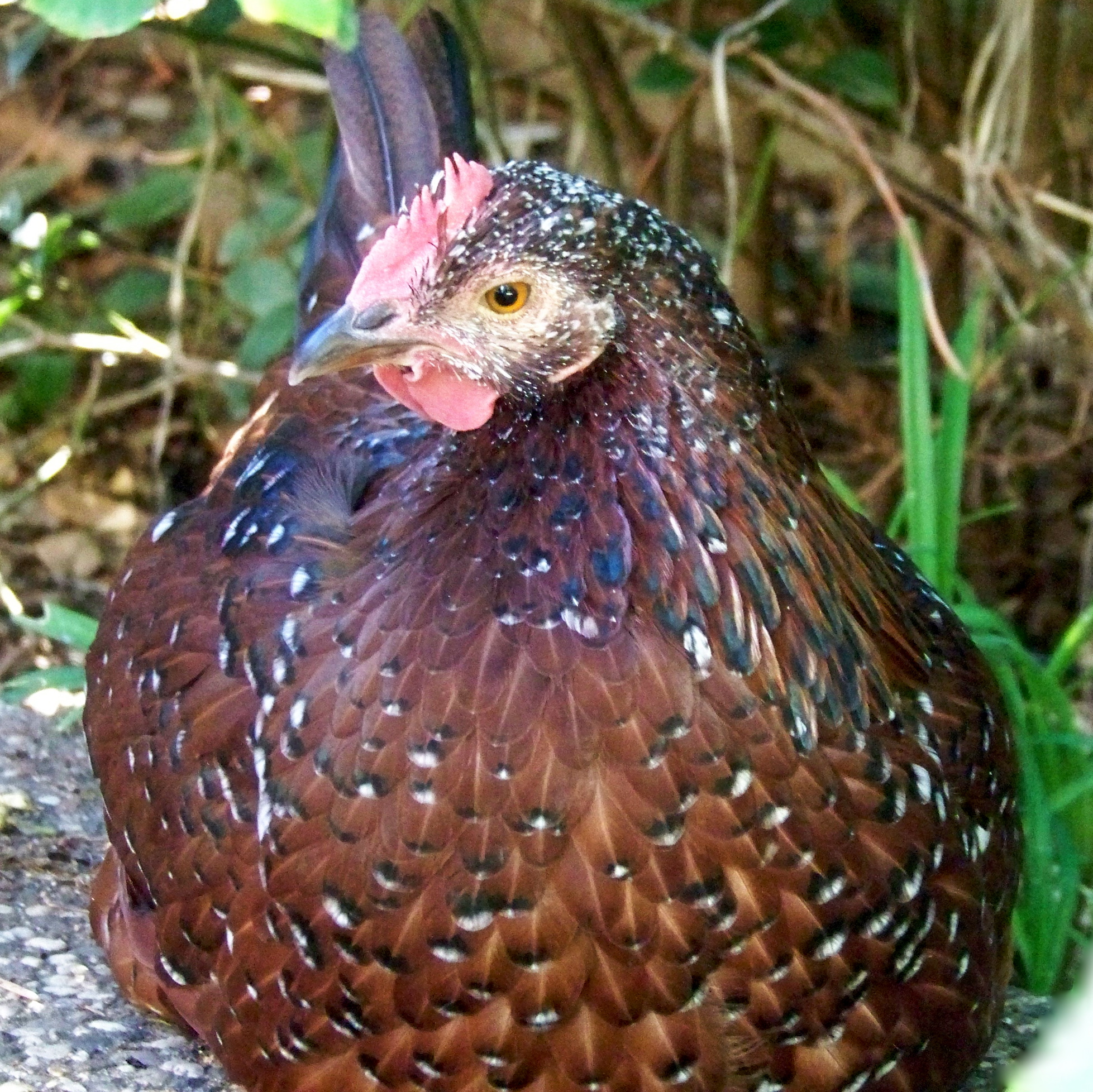 Sweet Beatrice is so quiet and our smartest chicken, wouldn't peck a fly.  Unfortunately she is bottom chicken.  Fortunately, she is the head hen's best friend so no one picks on her when Pearl's around.