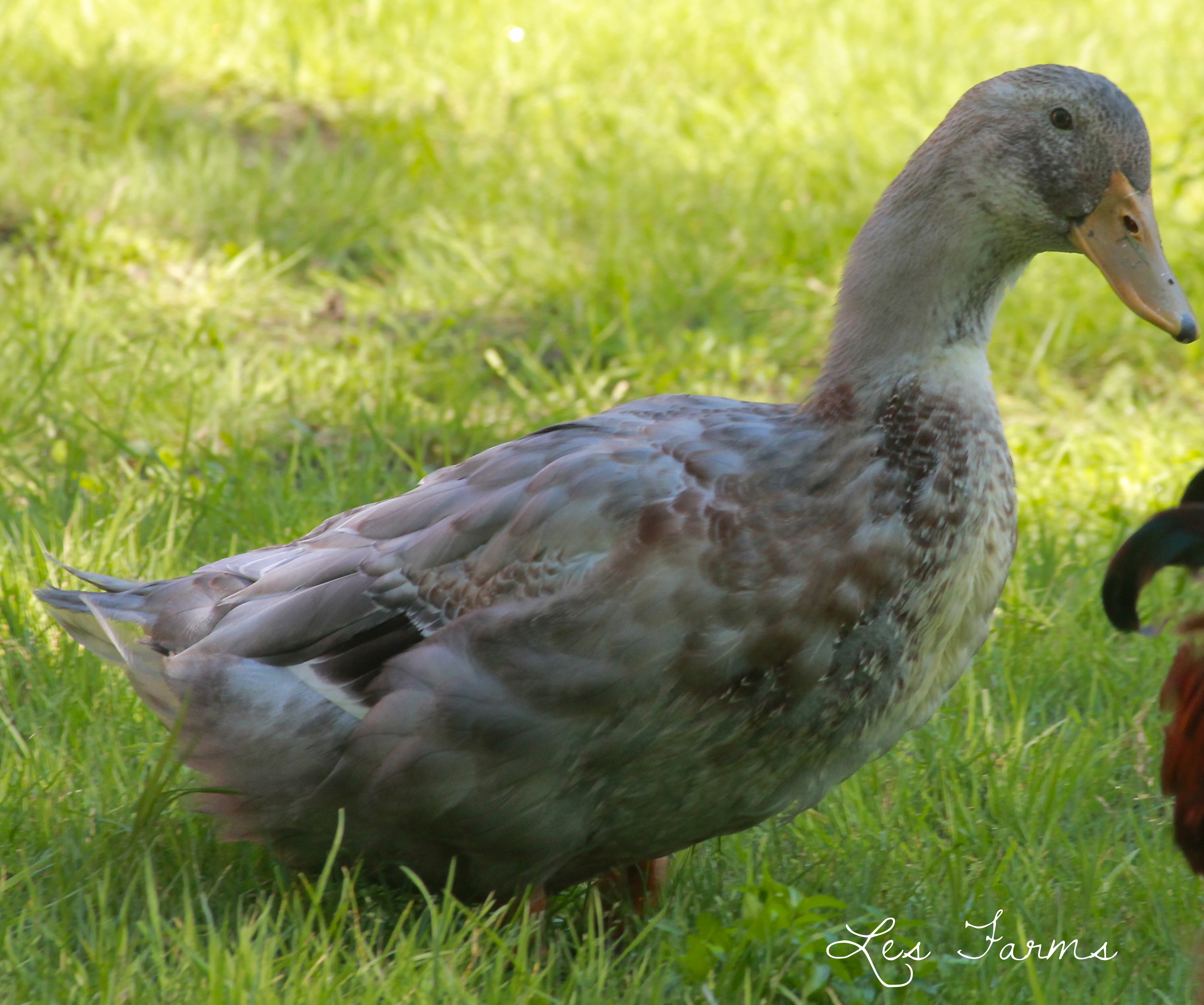 Sweet Brown.. officially a boy :(