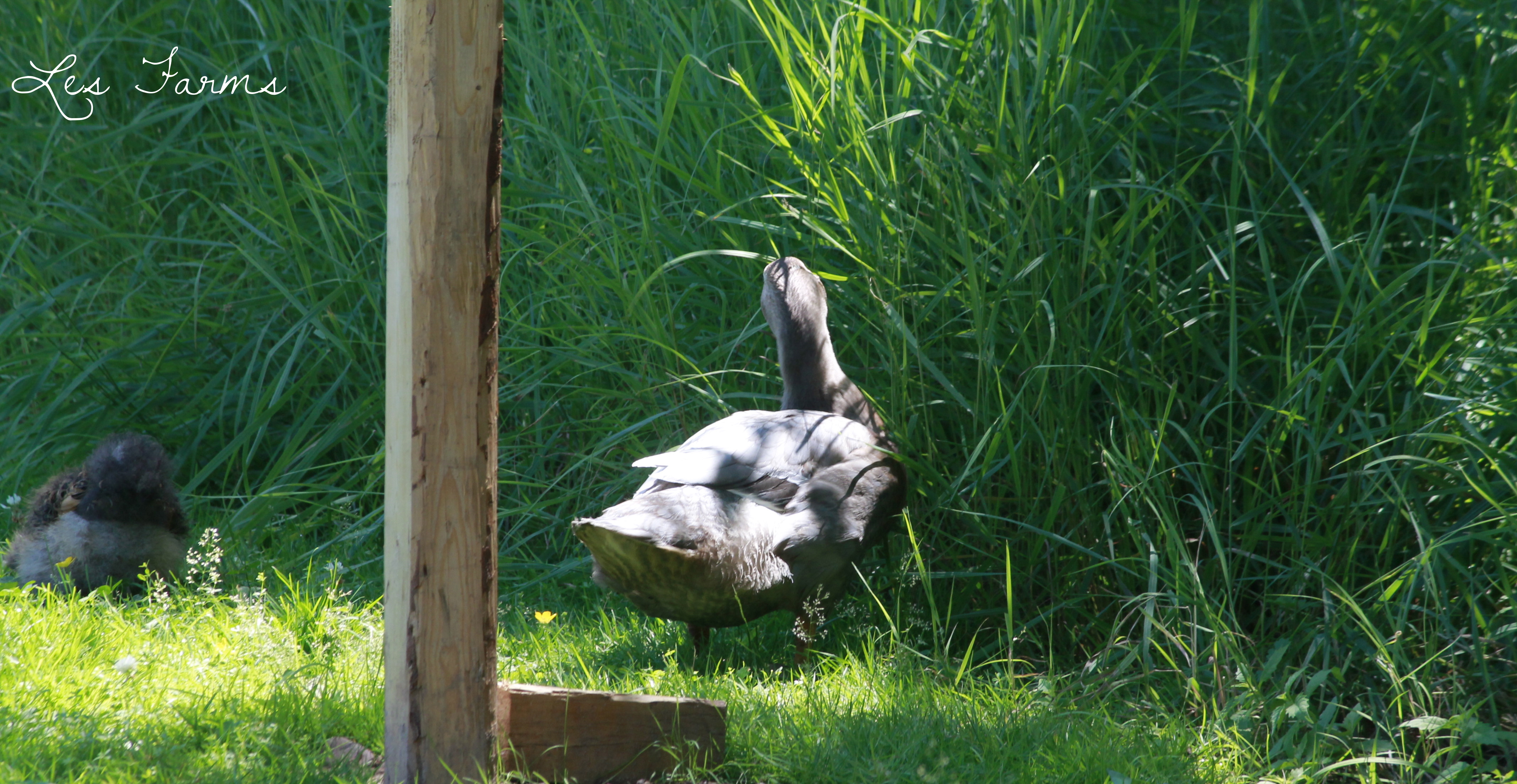 Sweet Brown the duck