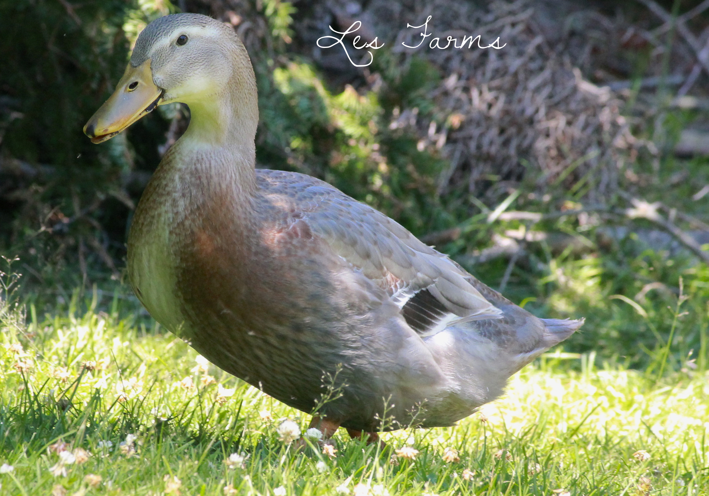 Sweet Brown the duck | BackYard Chickens