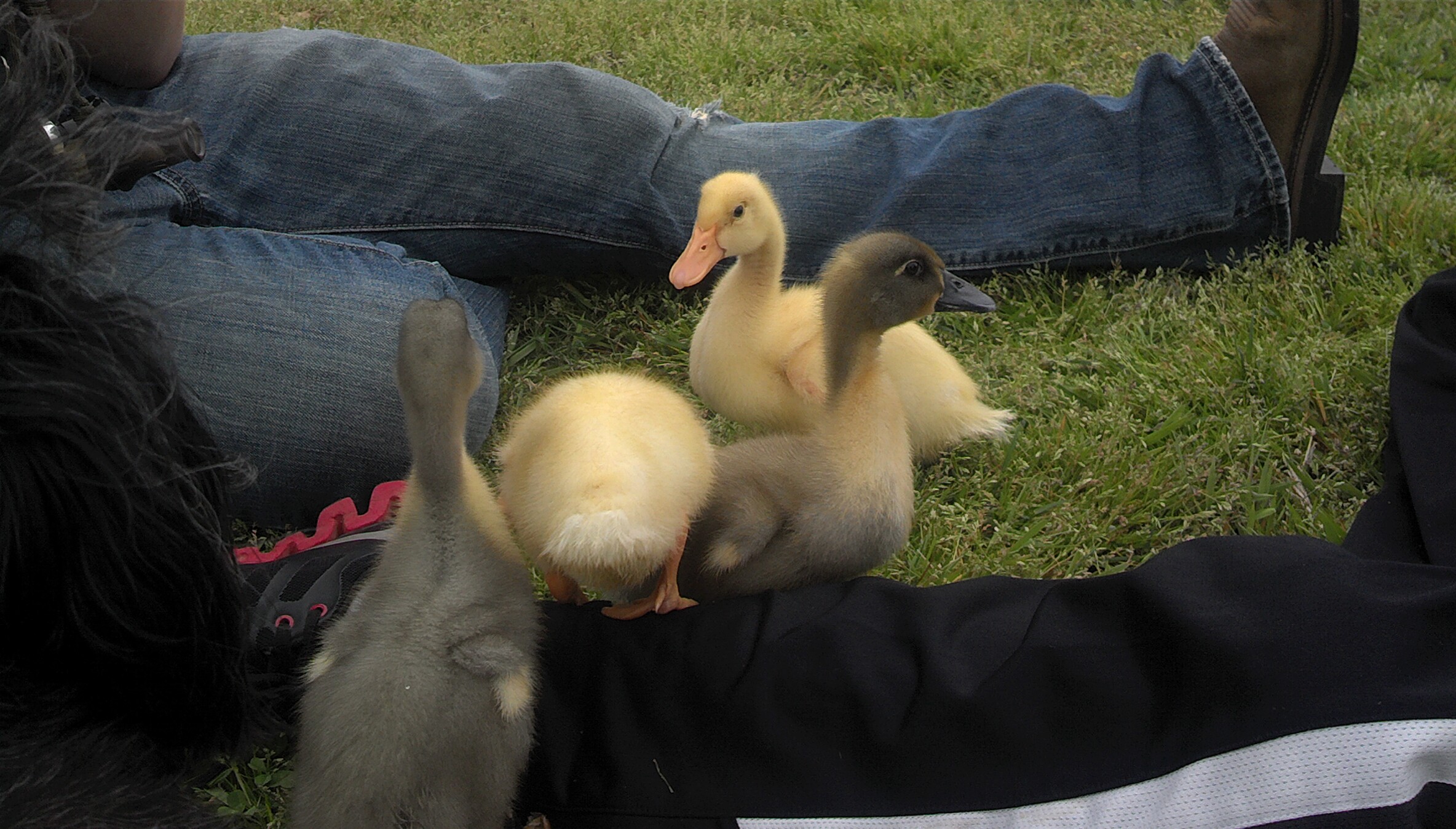 Sweet ducklings