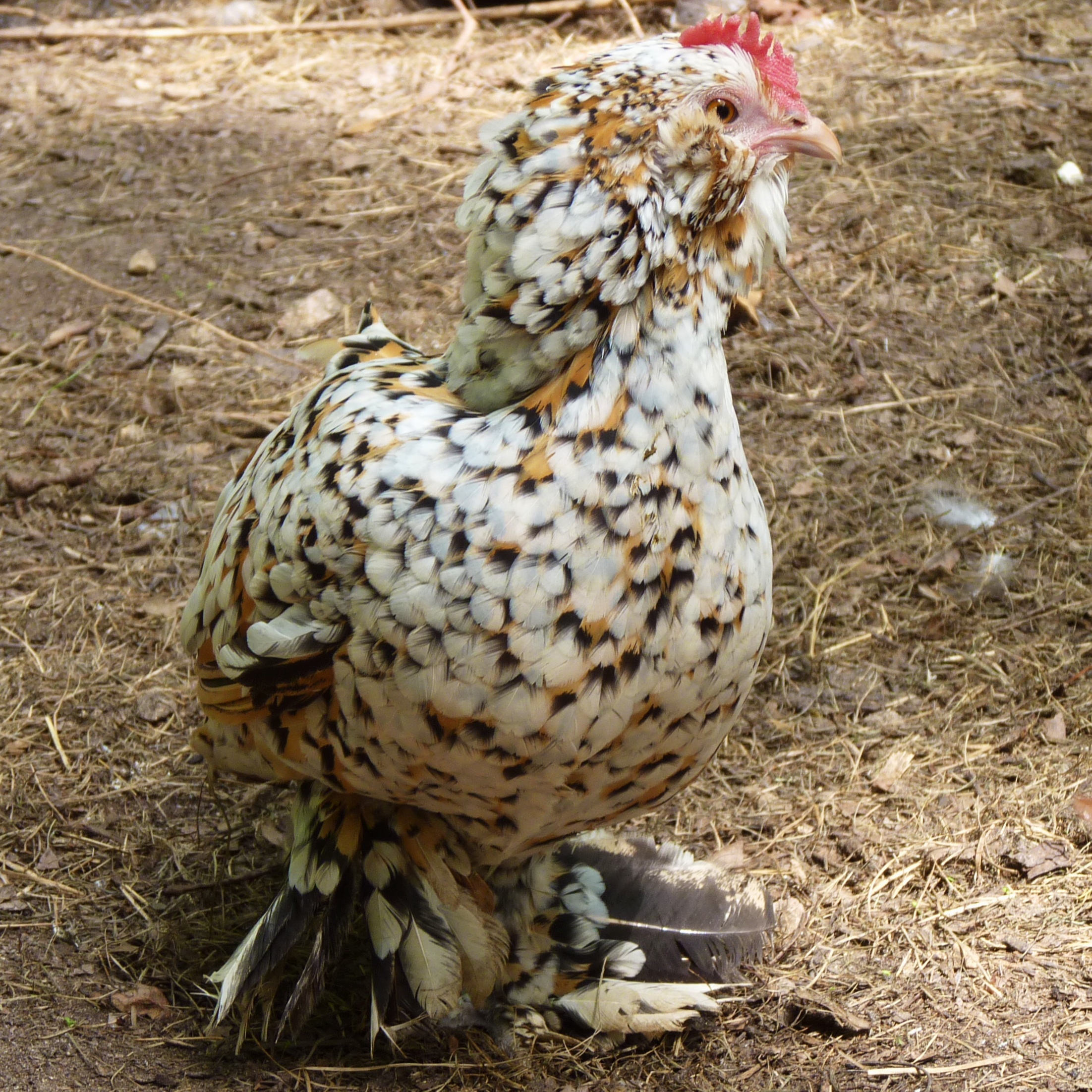 Sweet Frida Kahlo, mille fleur d'Uccles.