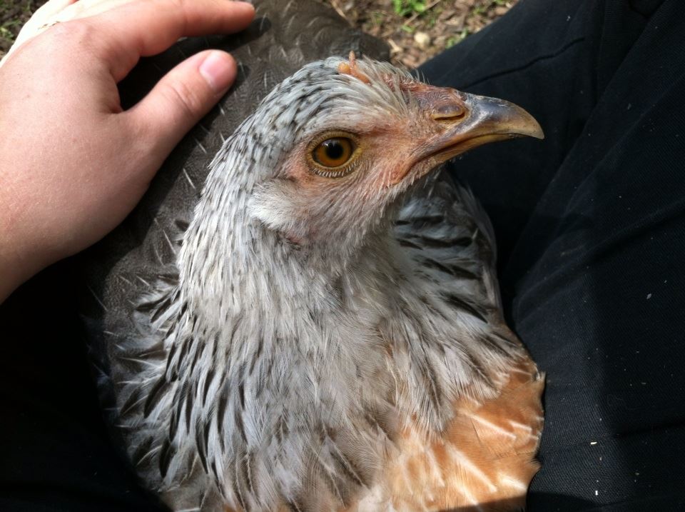 Sweet lap chicken