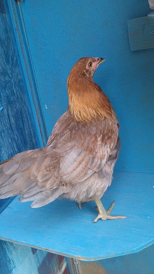 Sweet little Araucana   She is so mild and meek.  I call her Sissy.