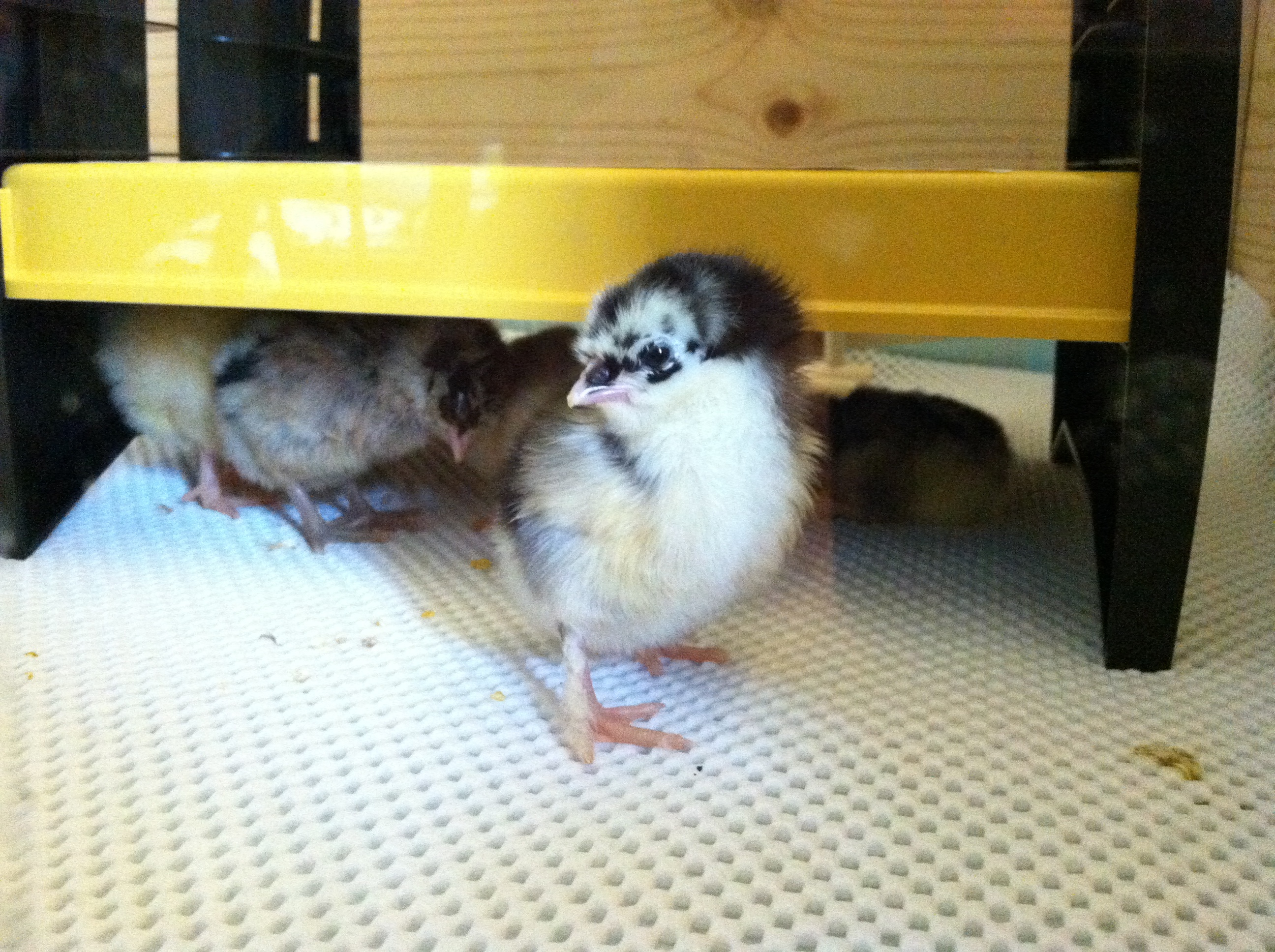 Sweet little Black Copper Maran.  Look at those fuzzy legs, speckled face and bit of black on her beak.  She was my personal breed choice.