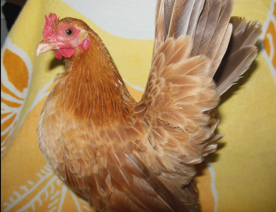 Sweet Little Penny :')