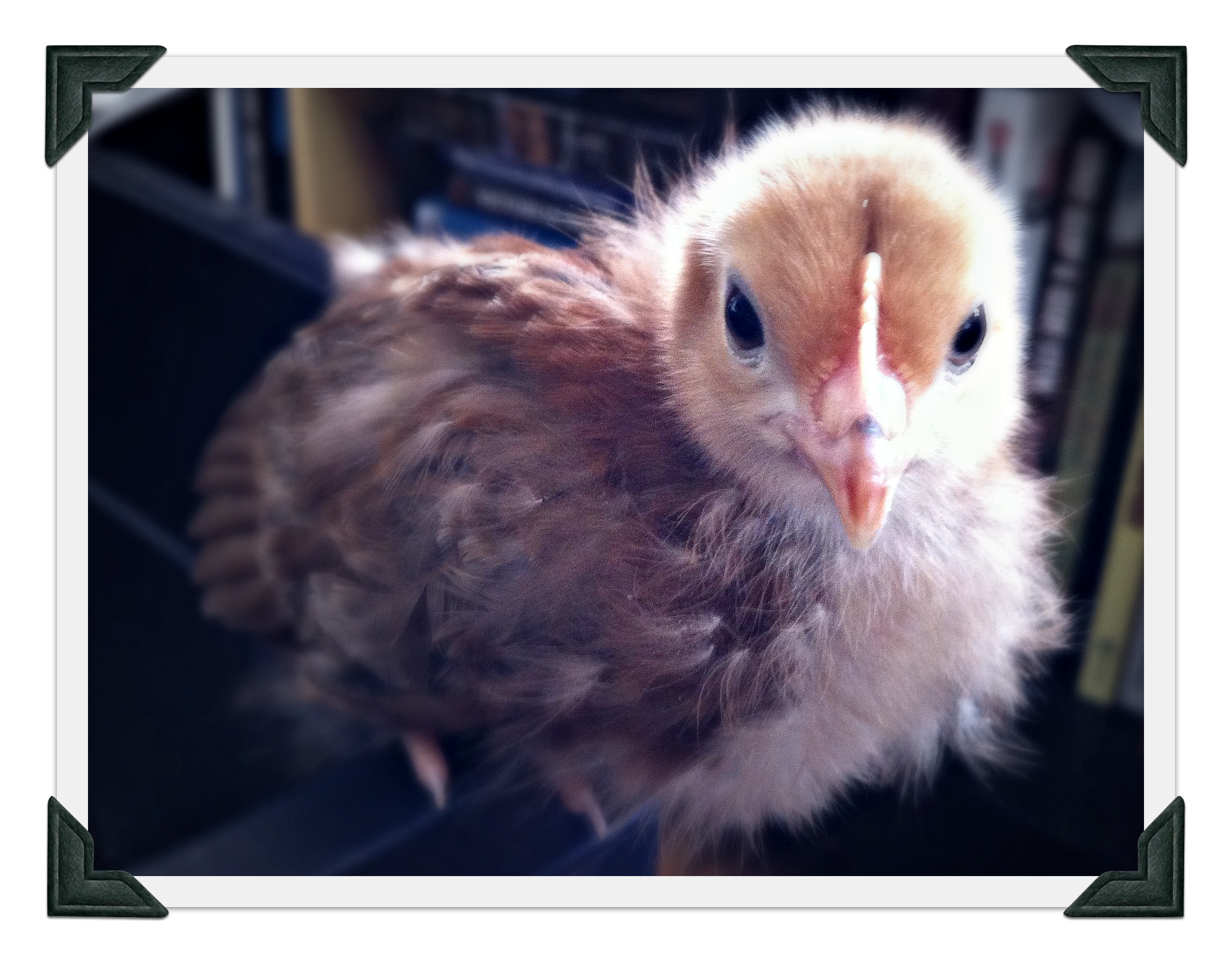 Sweet little Tucker...Rhode Island Red.