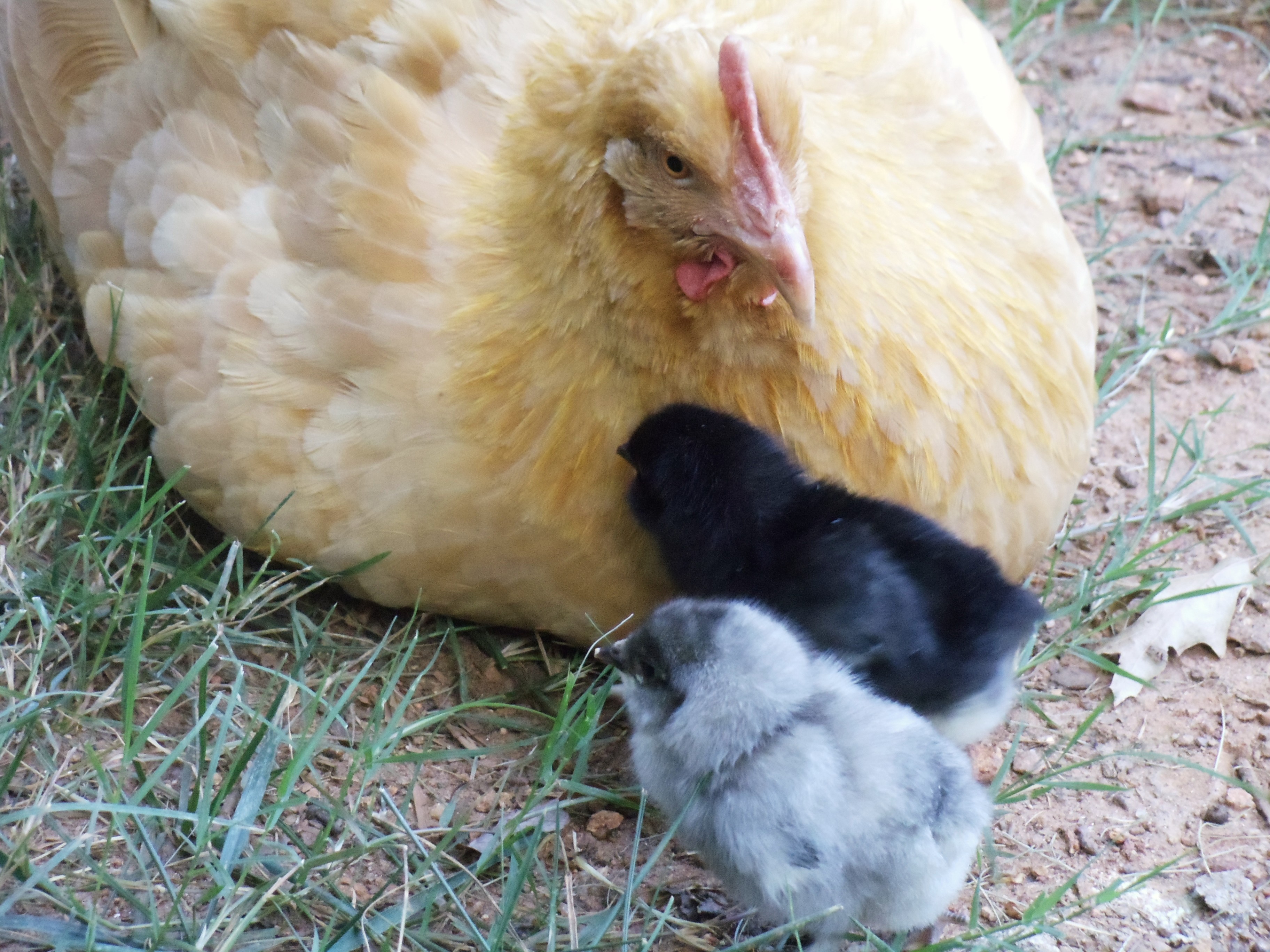 Sweet mama Chiffy and the peeps