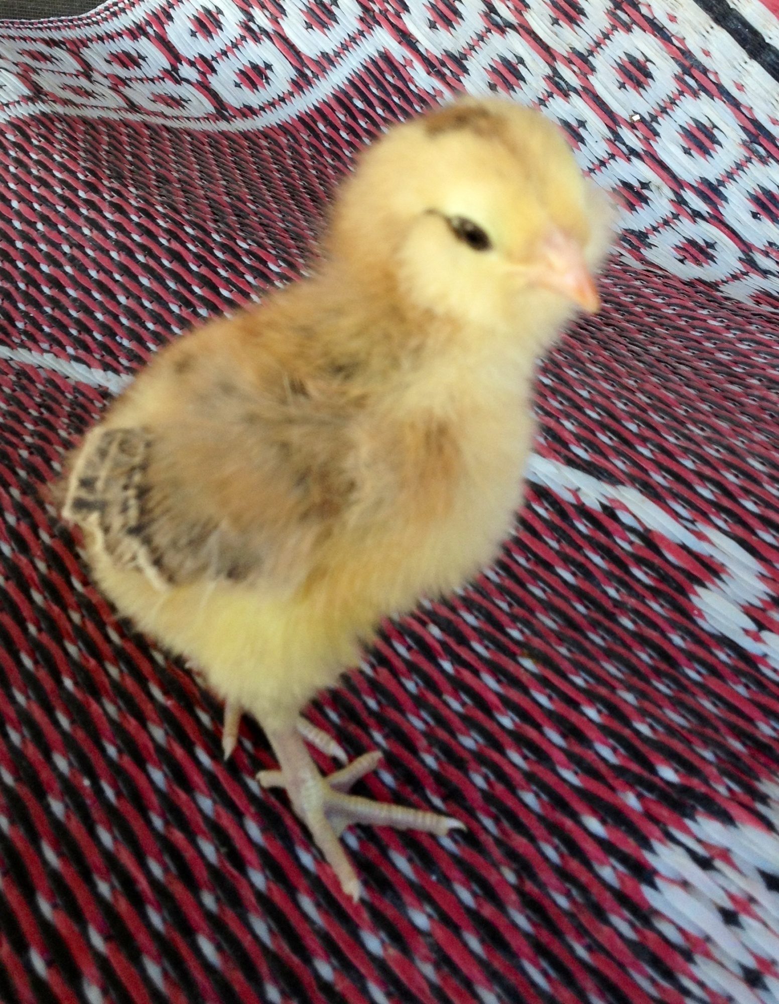 Sweet Pea 09/23/2013
Murdered by Louise and gang  @ 8 days old