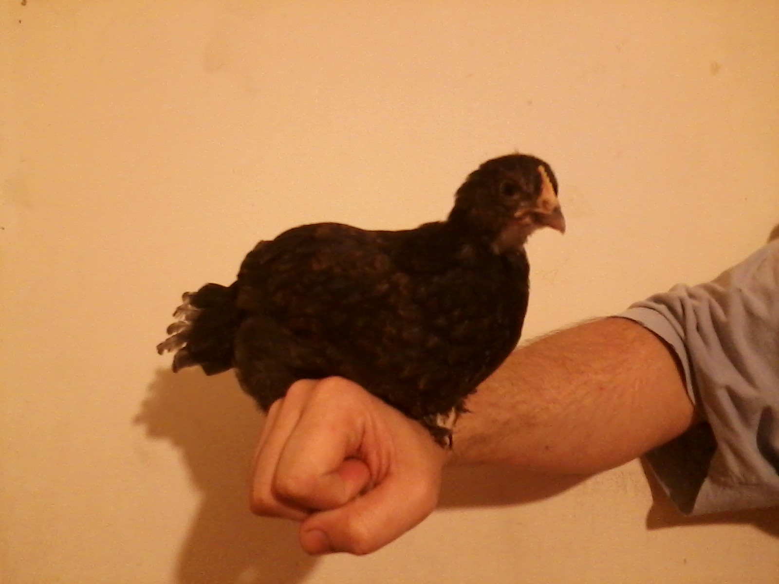 Sweet Pea, a 5 week old BCM pullet.