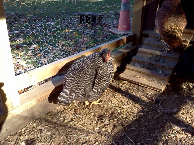 Sweet Pea catching some rays (Barred Rock)