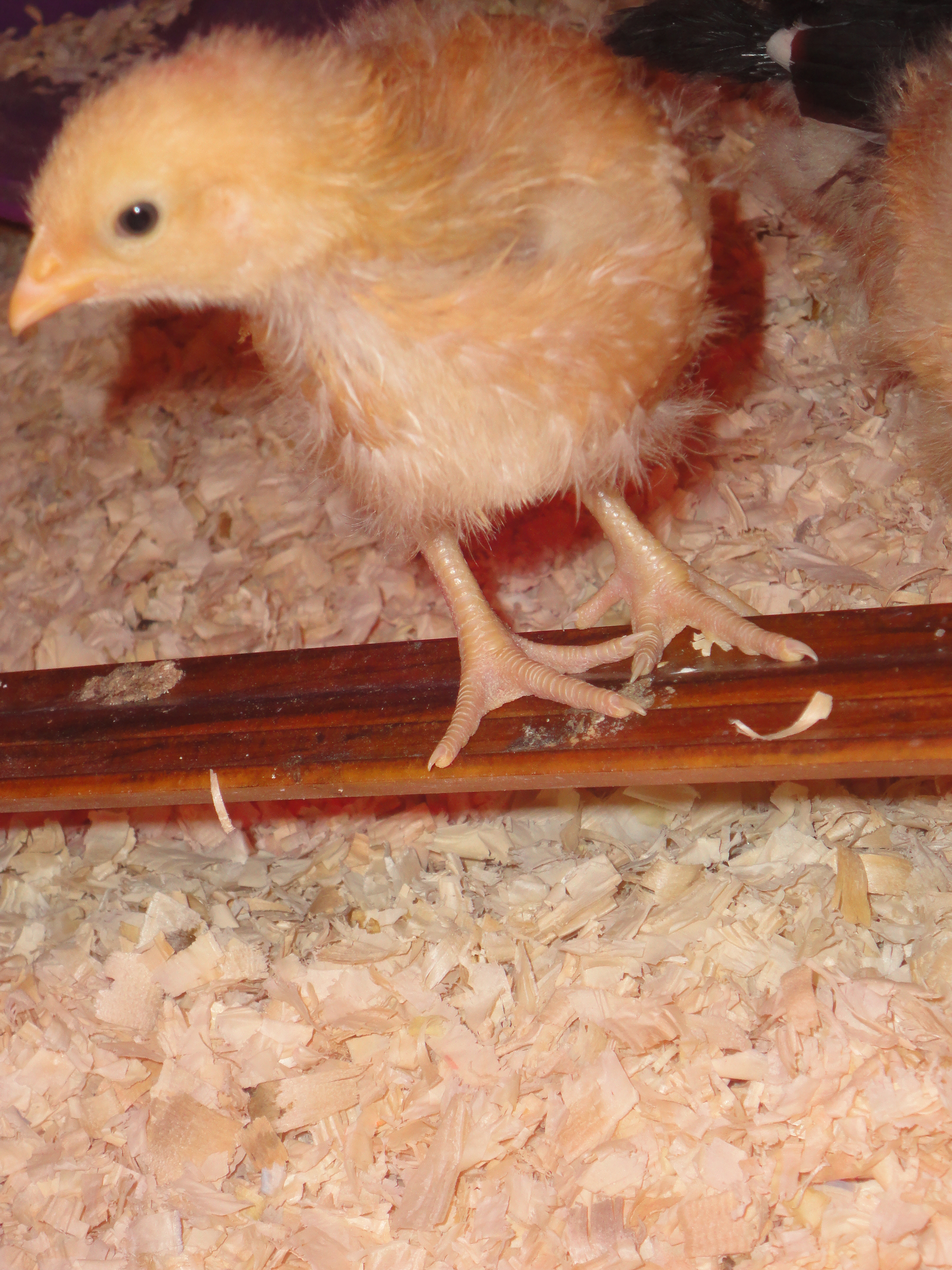 Sweet pea striking a pose on her roost in my home made brooder box, around 3 weeks old