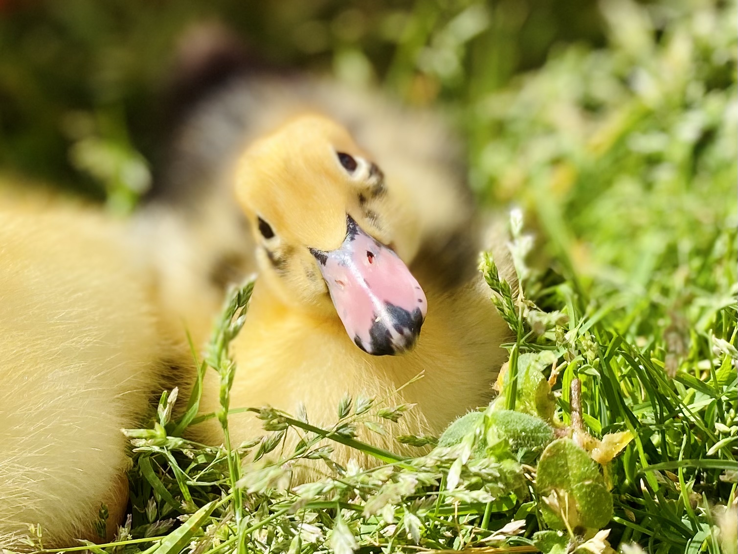 Sweet Poppyseed