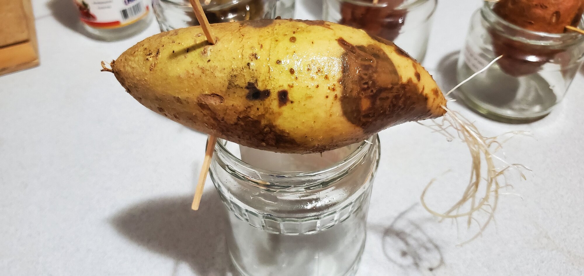 Sweet Potato with roots