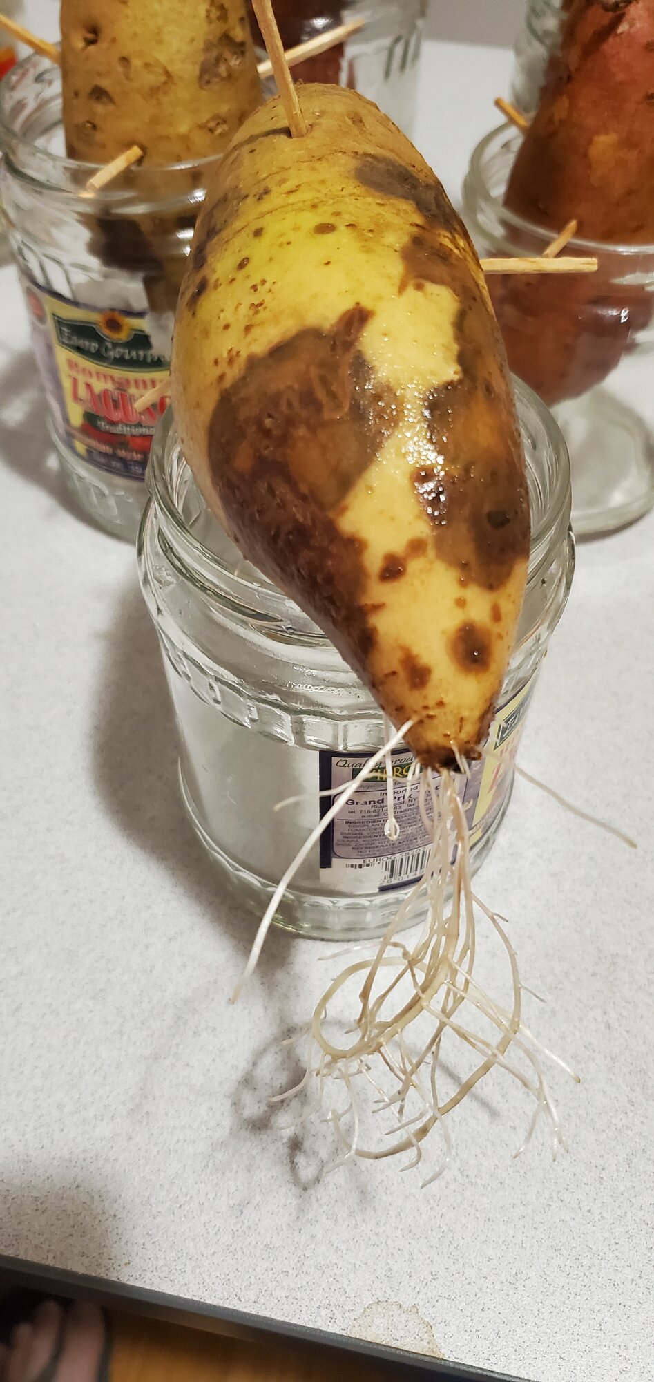 Sweet Potato with roots