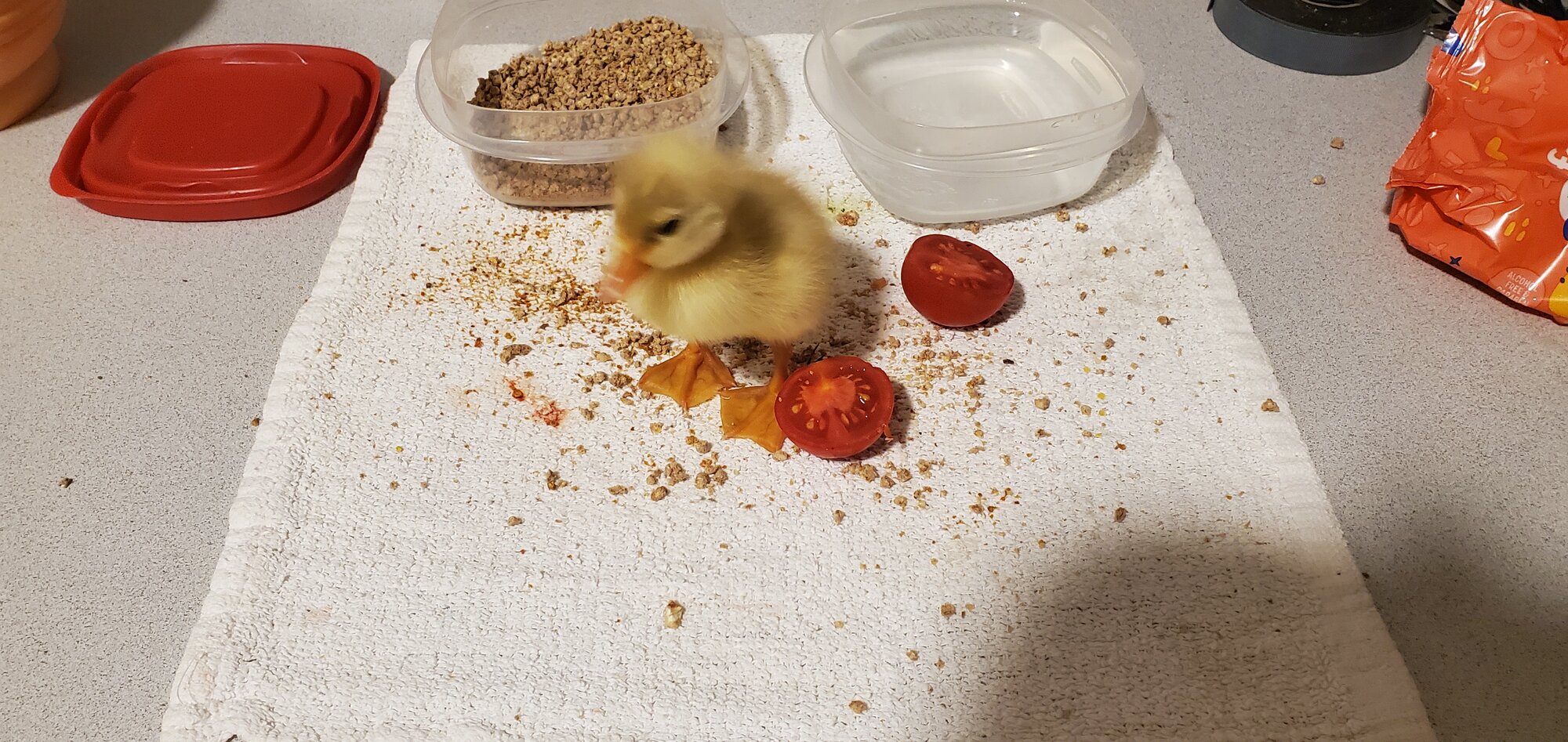 Sweet, red Tomato for duckling