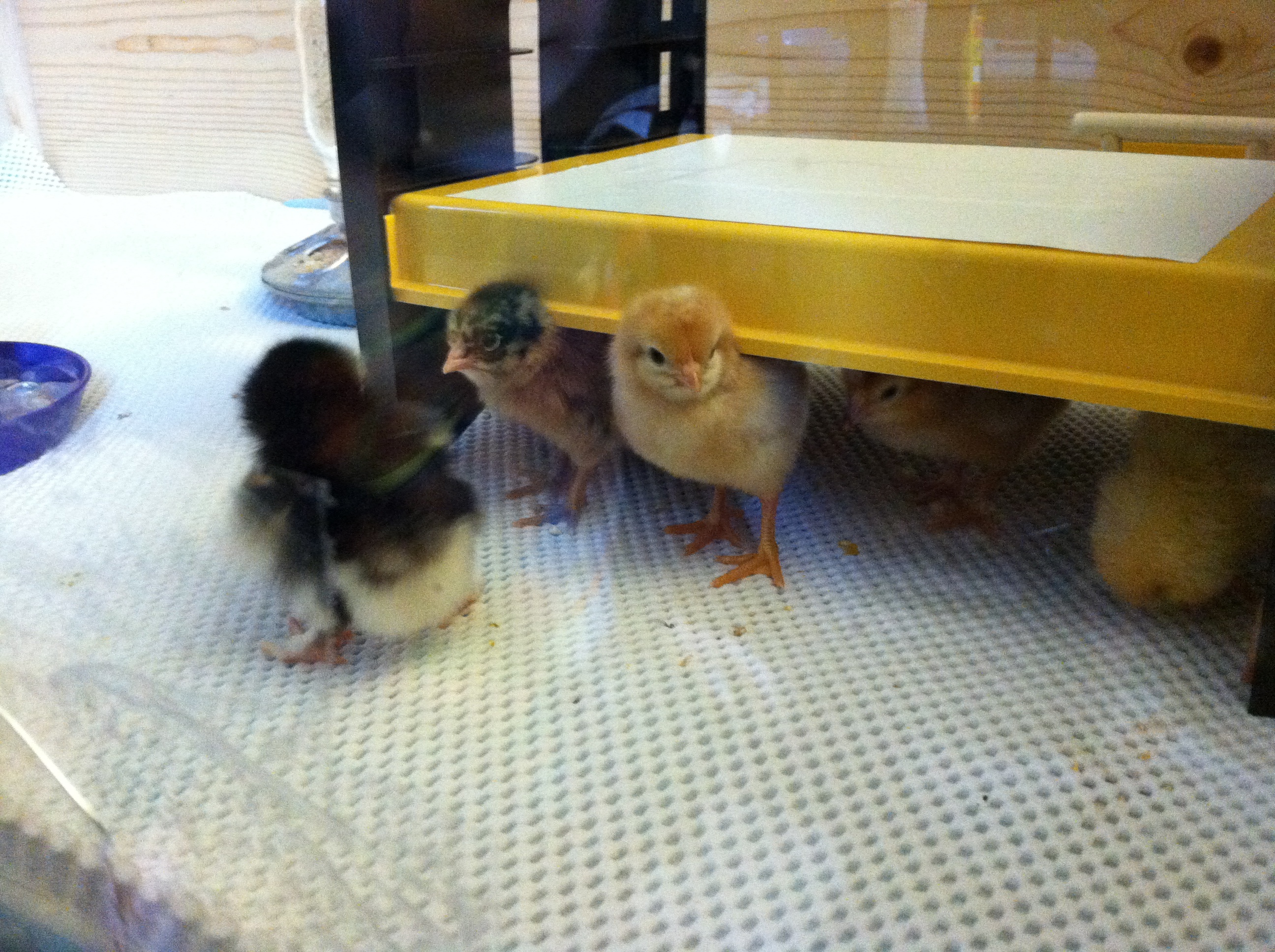 Sweet round Maran waddling around while Clara and Nettie the Buckeye watch from under the Ecoglow.