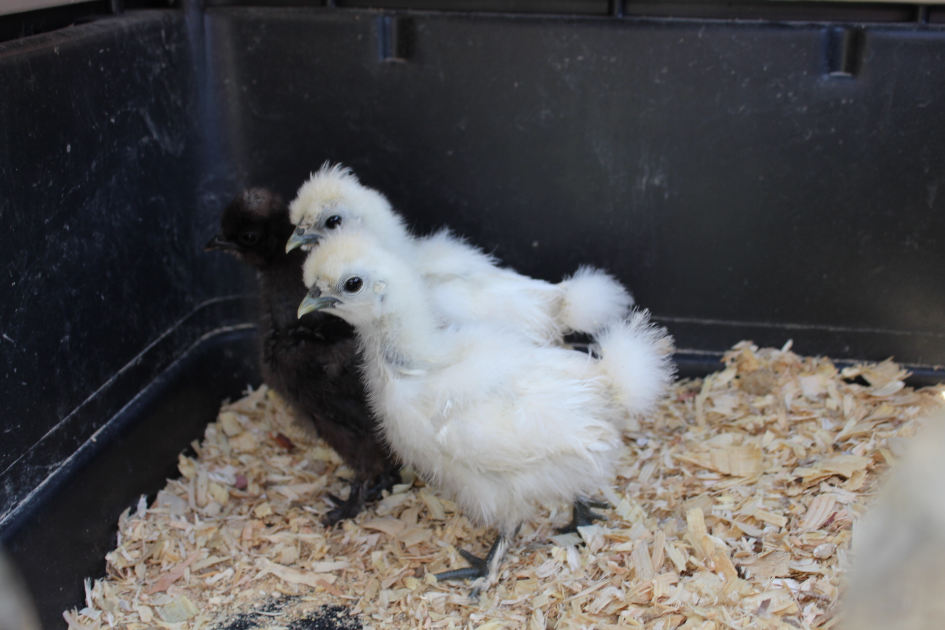 Sweet, Tart, and Pueblo