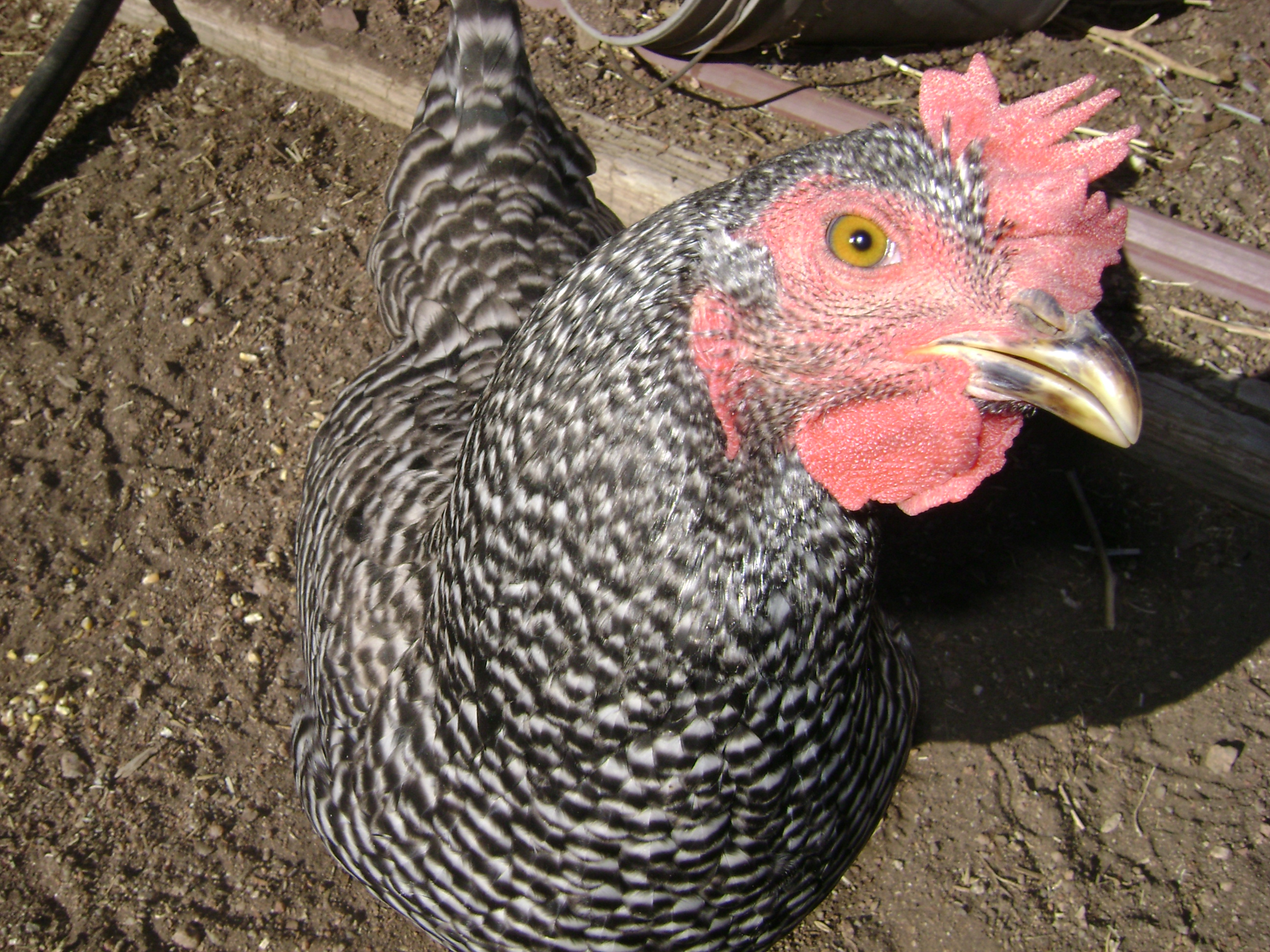 Sweetest chicken ever