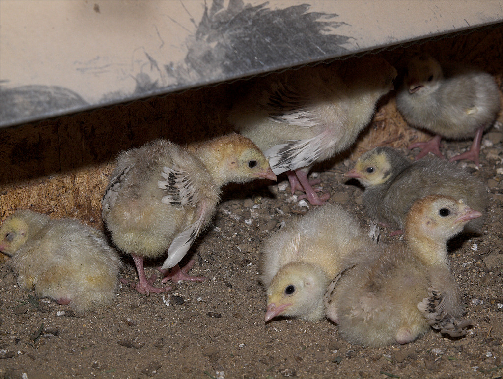 Sweetgrass and Slate poults