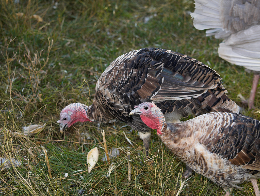 Sweetgrass hen and tom