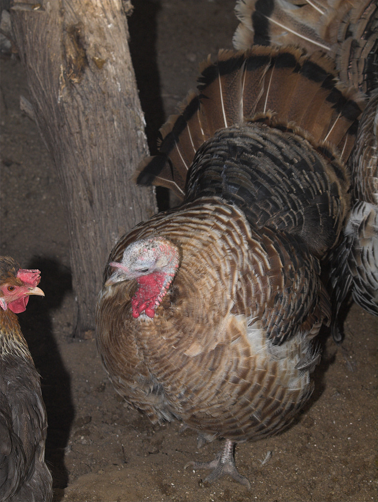 Sweetgrass hen