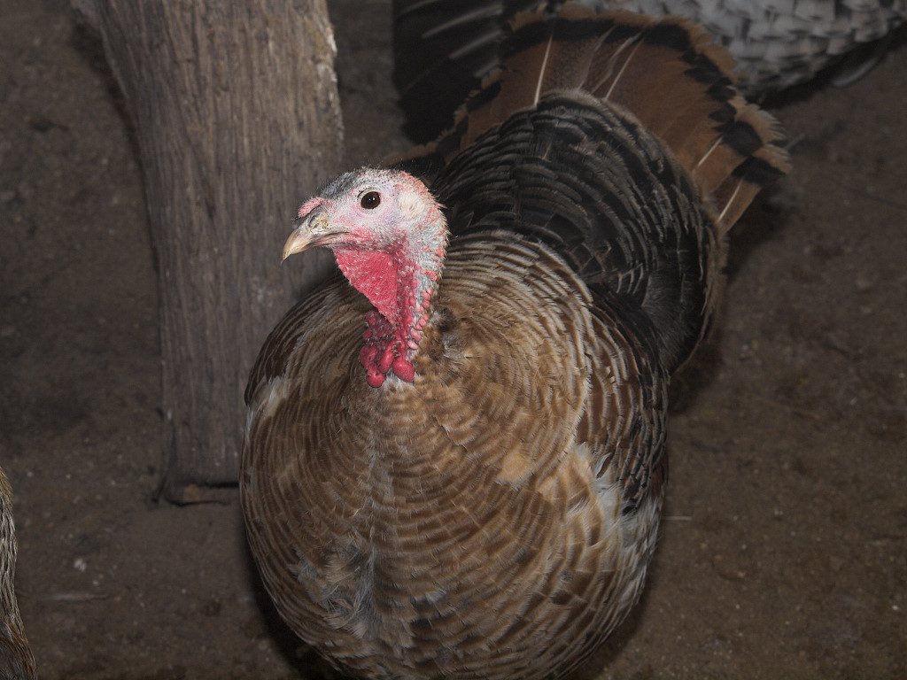 Sweetgrass hen