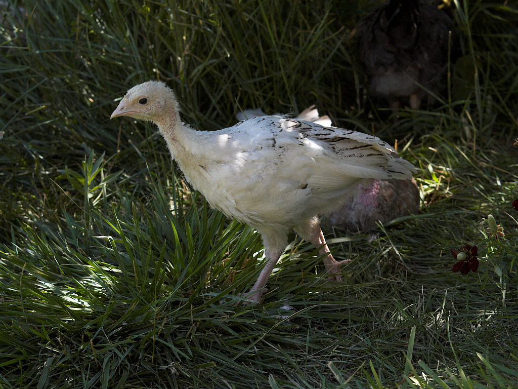 Sweetgrass poult