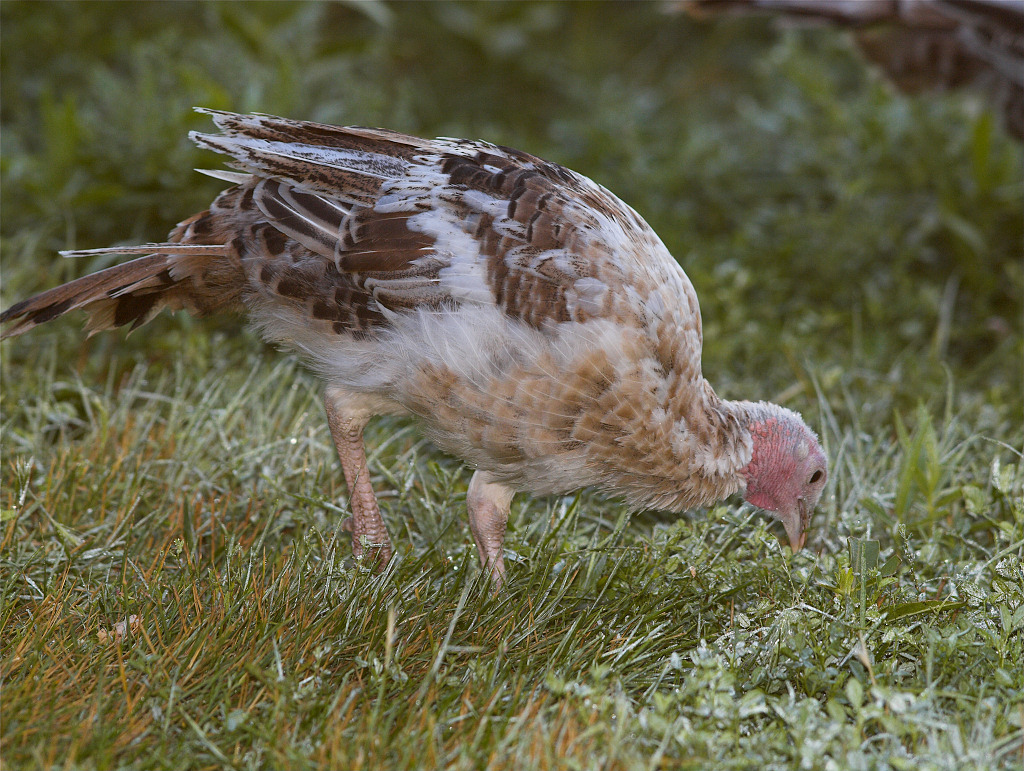 Sweetgrass poult
