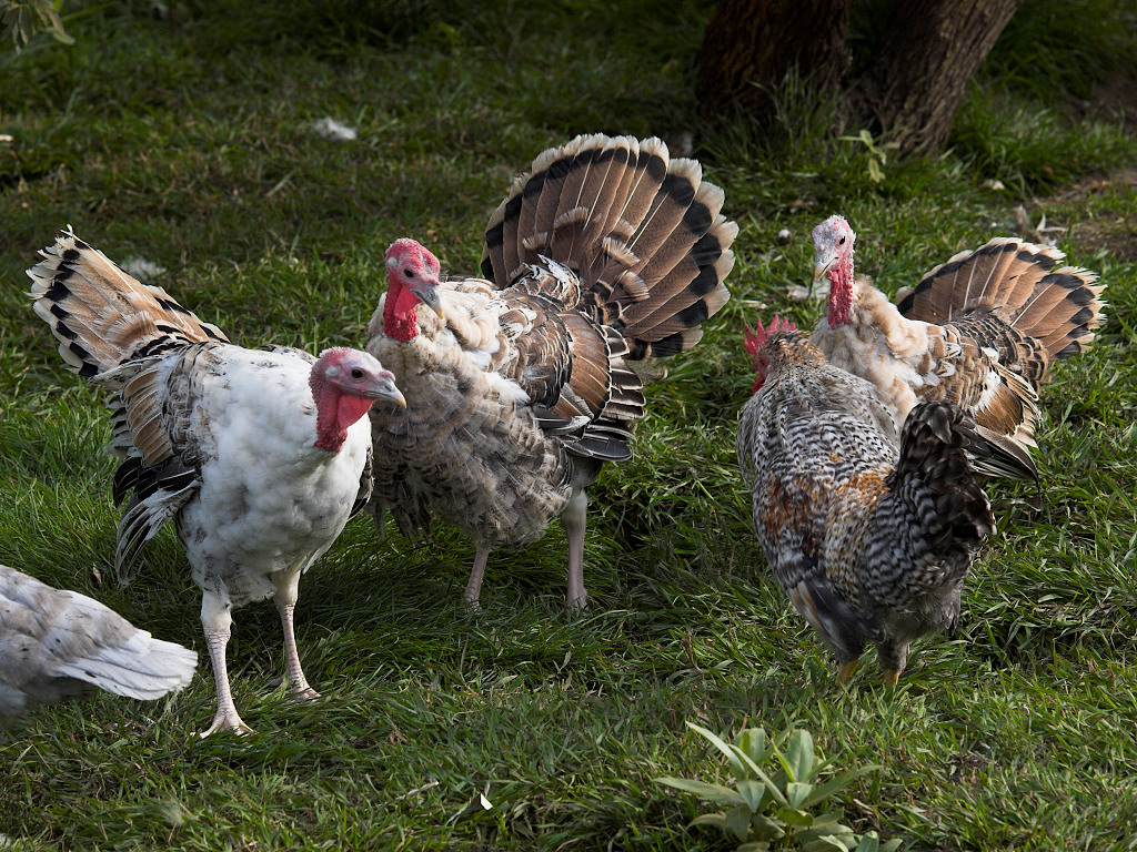 Sweetgrass turkeys and Cream Legbar rooster