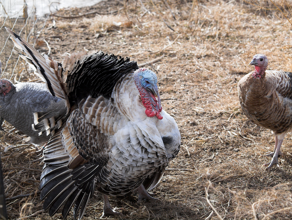 Sweetgrass turkeys