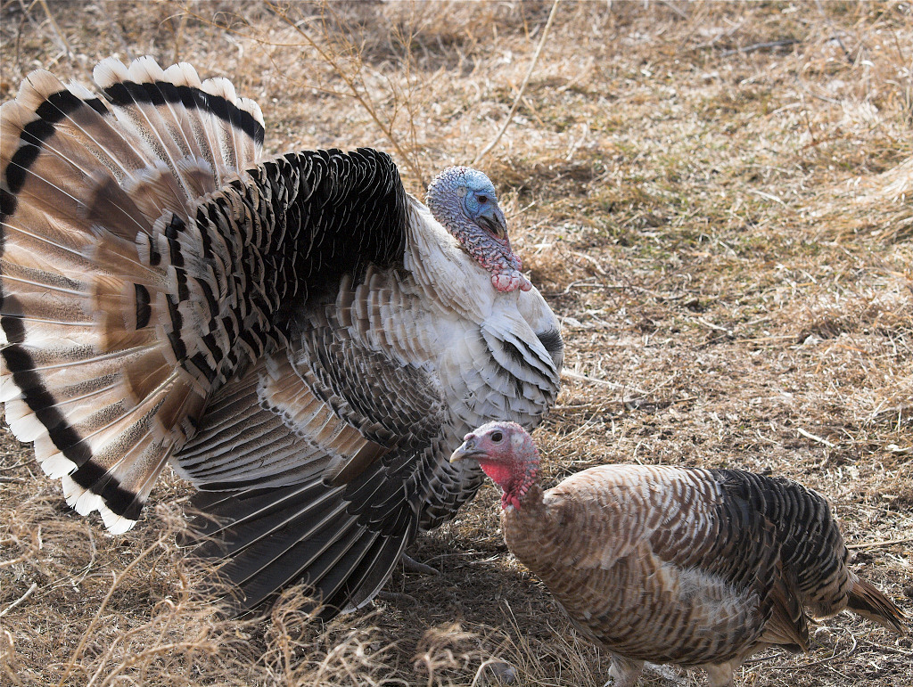 Sweetgrass turkeys