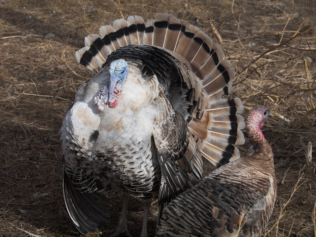 Sweetgrass turkeys